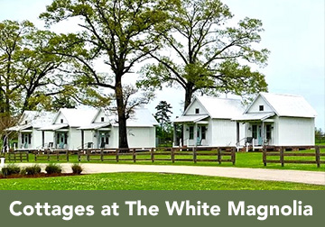 The White Magnolia