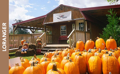 Brushy Branch Christmas Tree Farm & Pumpkin Picking