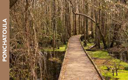 Joyce Wildlife Swampwalk